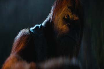movie_title